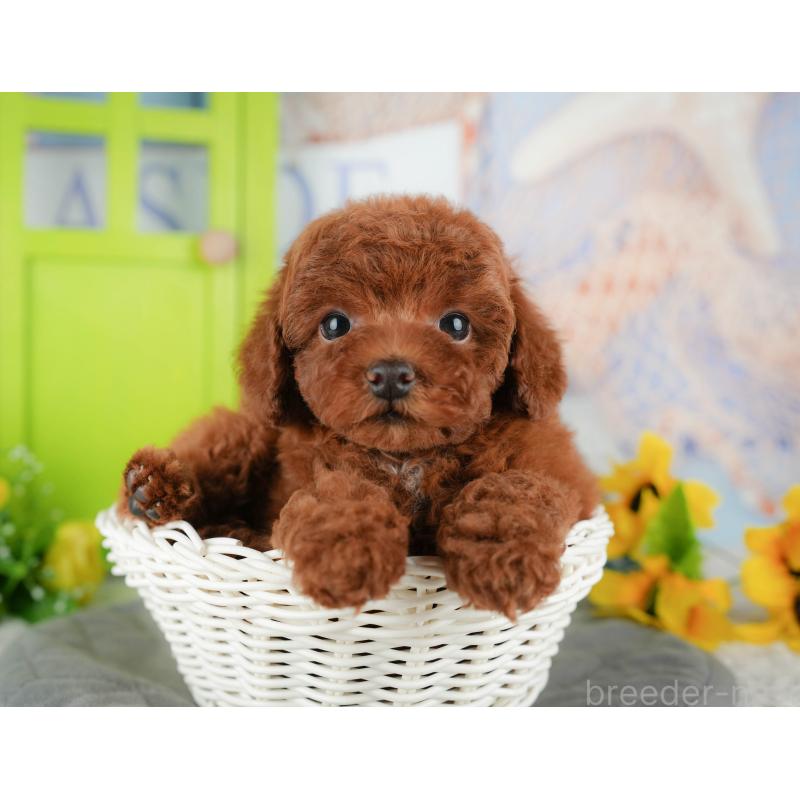 販売中の千葉県のトイプードル-434681の10枚目