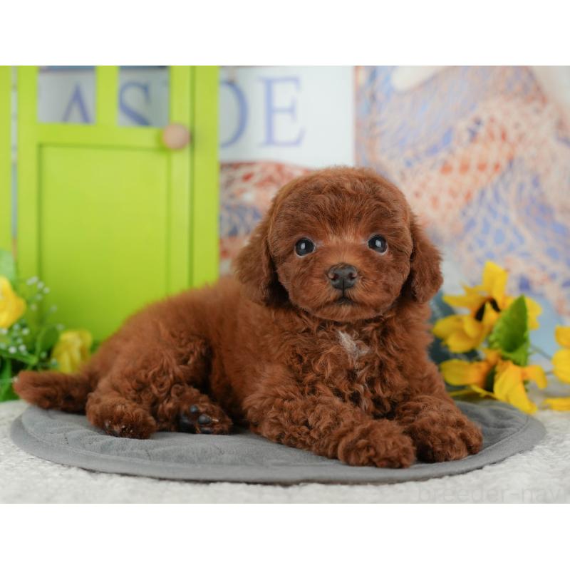 販売中の千葉県のトイプードル-434681の6枚目