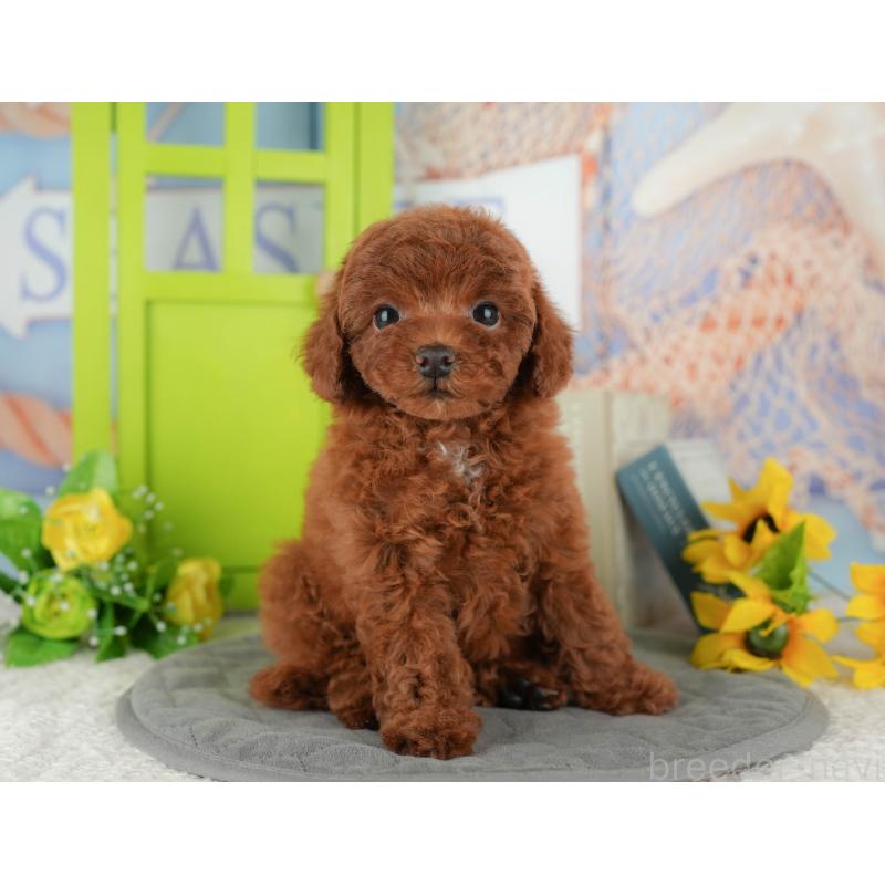 販売中の千葉県のトイプードル-434681の5枚目