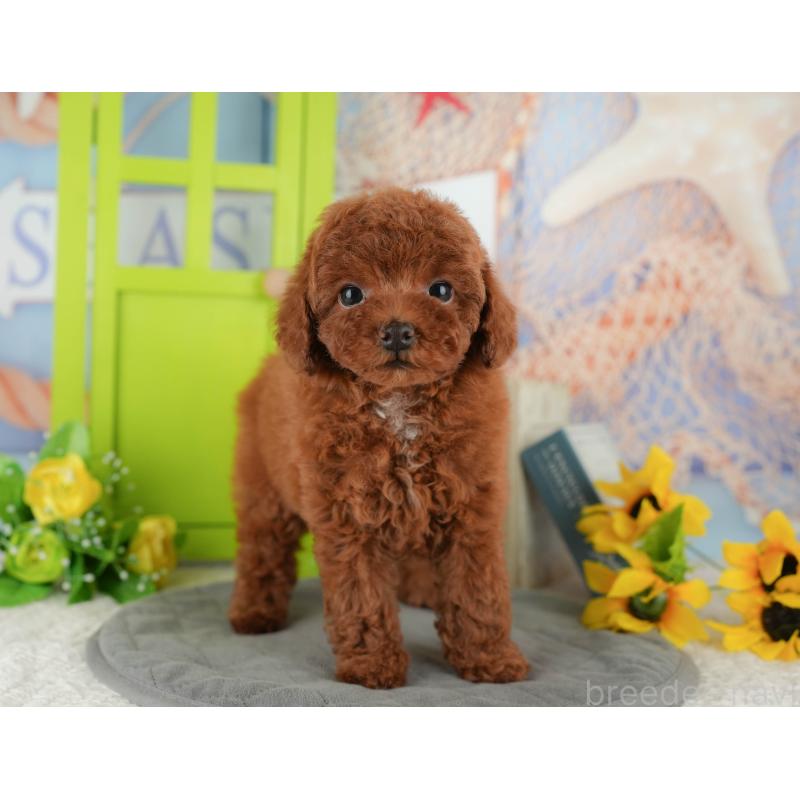 販売中の千葉県のトイプードル-434681の2枚目