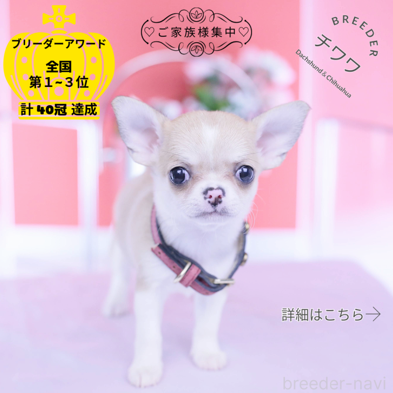 販売中の愛知県のチワワ(スムースコート)-432003