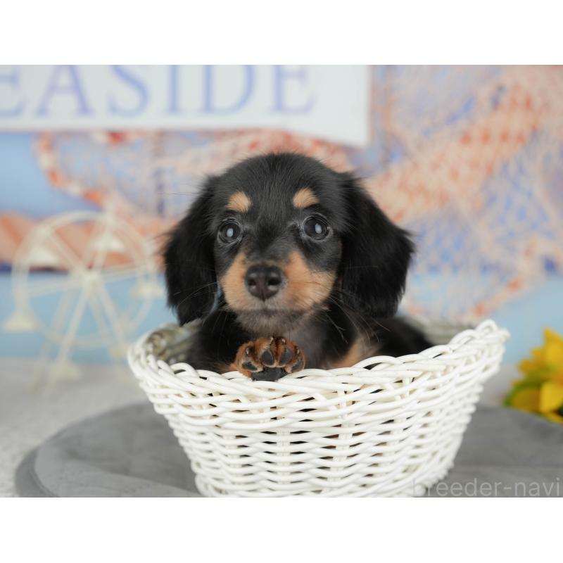 販売中の千葉県のミニチュアダックスフンド(ロングヘアード)-434679