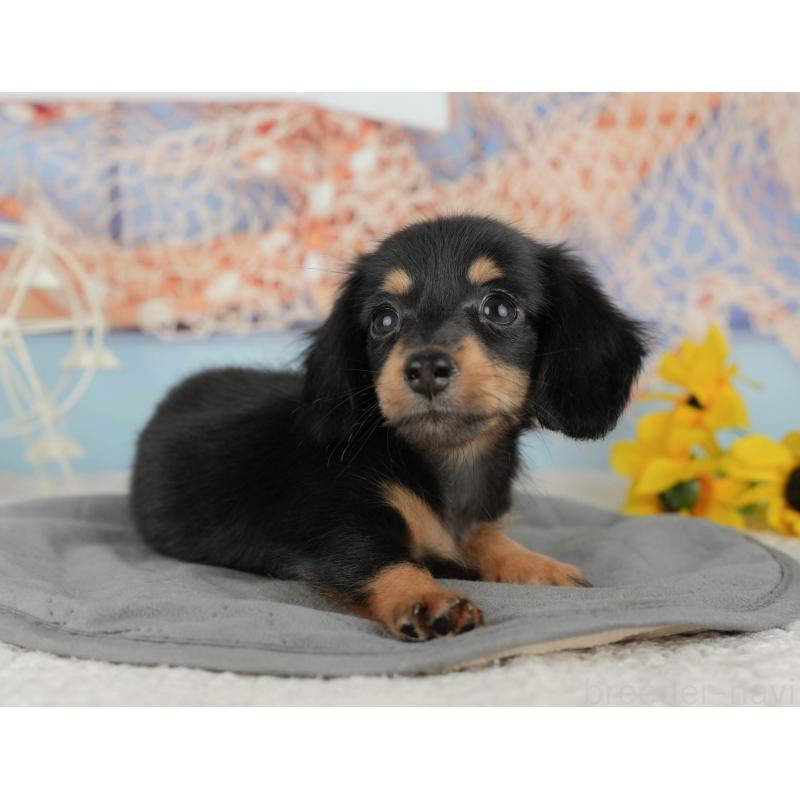 販売中の千葉県のミニチュアダックスフンド(ロングヘアード)-434679の11枚目