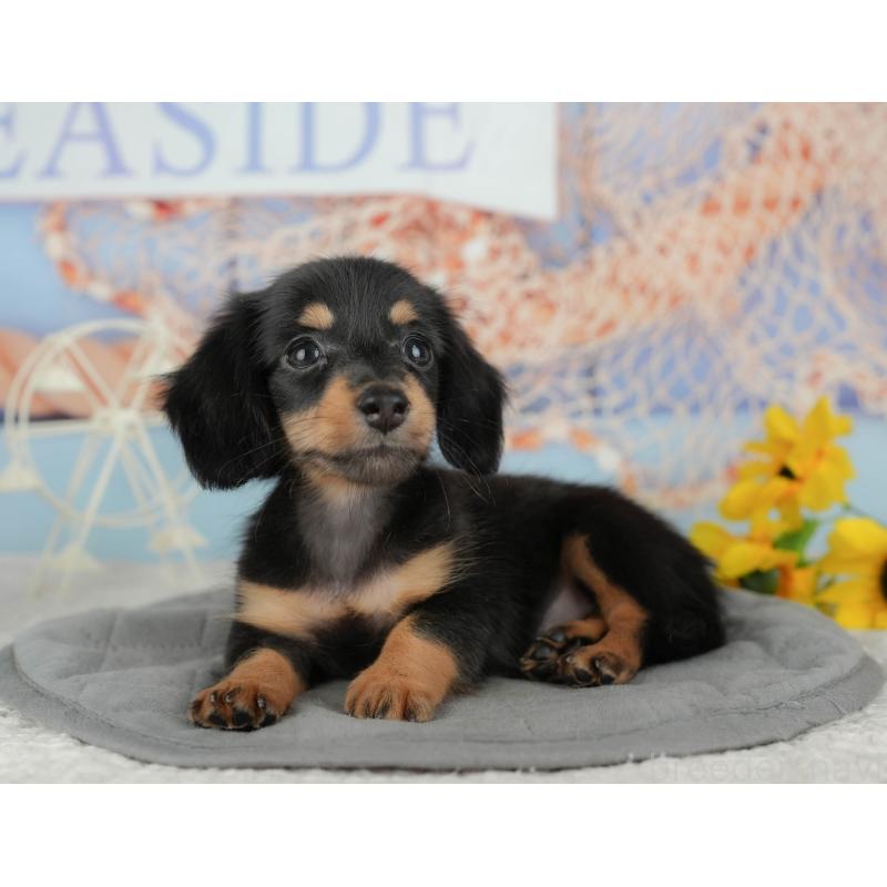 販売中の千葉県のミニチュアダックスフンド(ロングヘアード)-434679の10枚目