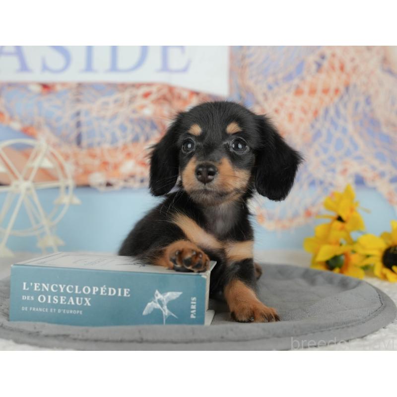 販売中の千葉県のミニチュアダックスフンド(ロングヘアード)-434679の9枚目