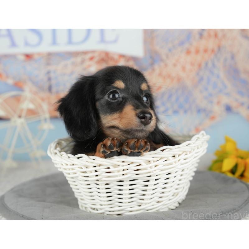 販売中の千葉県のミニチュアダックスフンド(ロングヘアード)-434679の7枚目