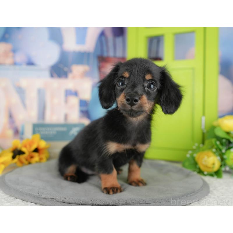 販売中の千葉県のミニチュアダックスフンド(ロングヘアード)-434678の5枚目