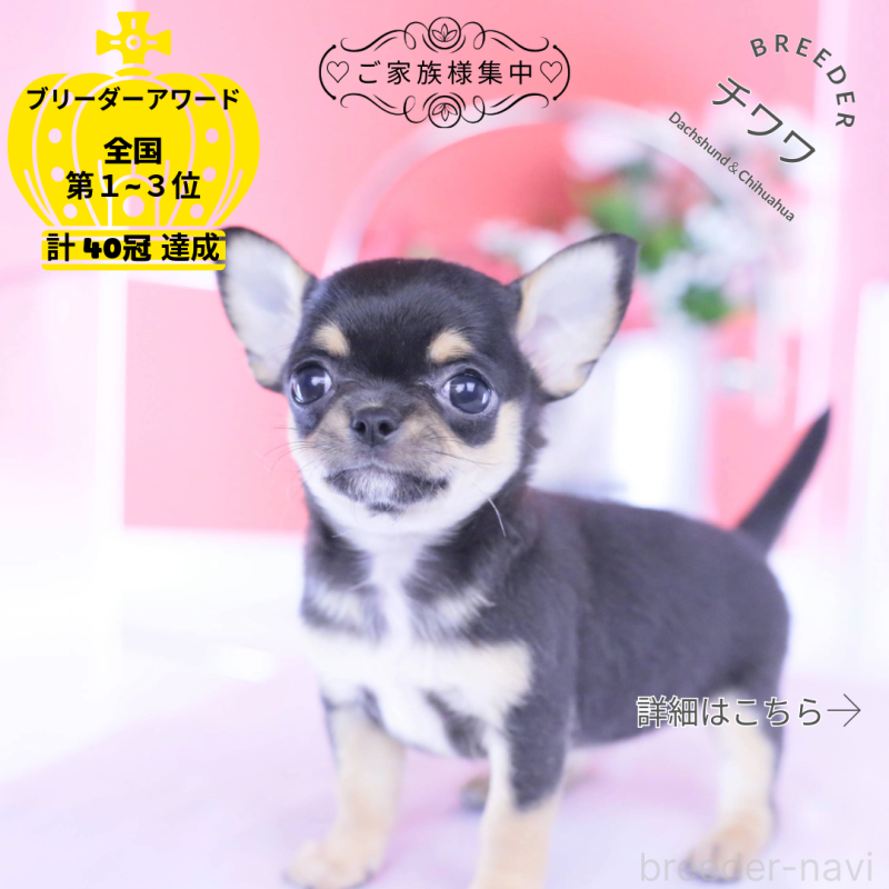 販売中の愛知県のチワワ(スムースコート)-431999