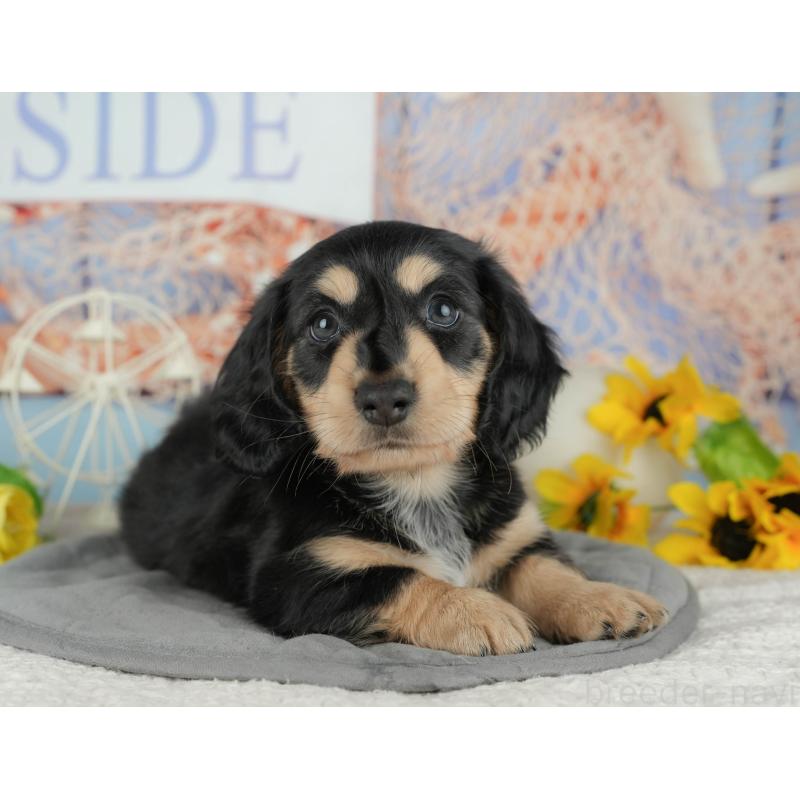 販売中の千葉県のミニチュアダックスフンド(ロングヘアード)-434674