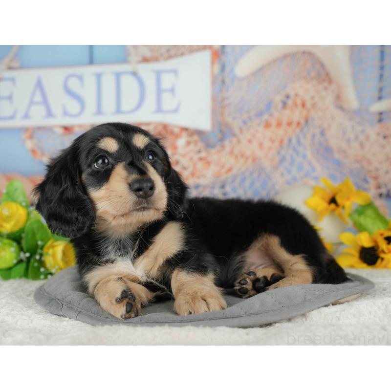 販売中の千葉県のミニチュアダックスフンド(ロングヘアード)-434674の11枚目