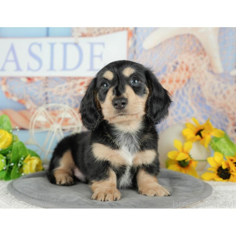 販売中の千葉県のミニチュアダックスフンド(ロングヘアード)-434674の7枚目