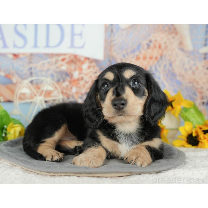 販売中の千葉県のミニチュアダックスフンド(ロングヘアード)-434674の6枚目