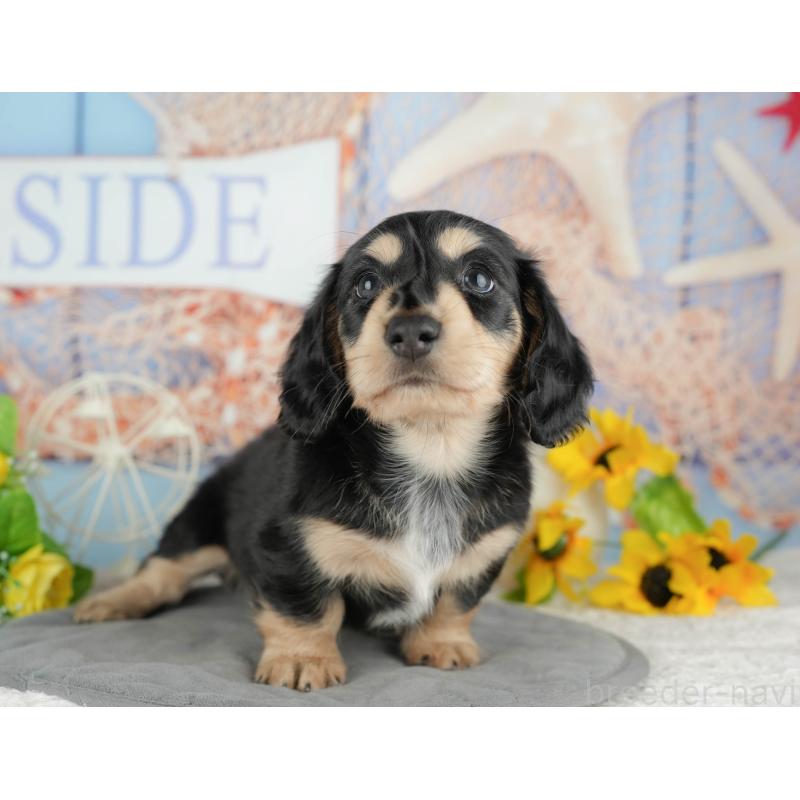 販売中の千葉県のミニチュアダックスフンド(ロングヘアード)-434674の5枚目