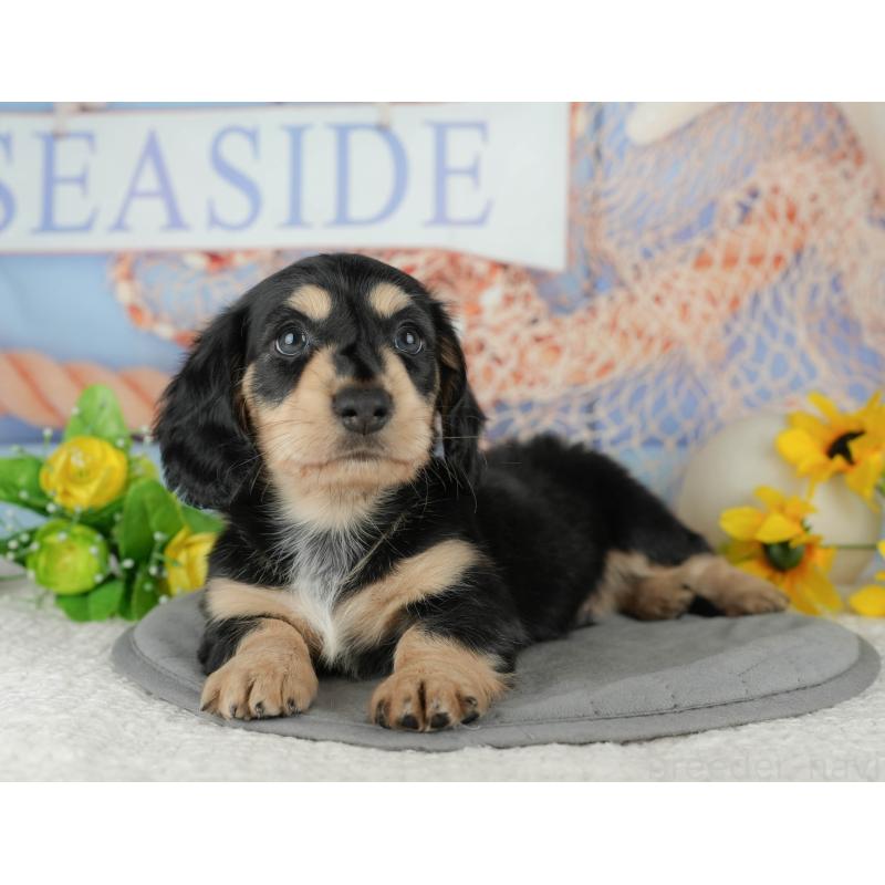 販売中の千葉県のミニチュアダックスフンド(ロングヘアード)-434674の3枚目