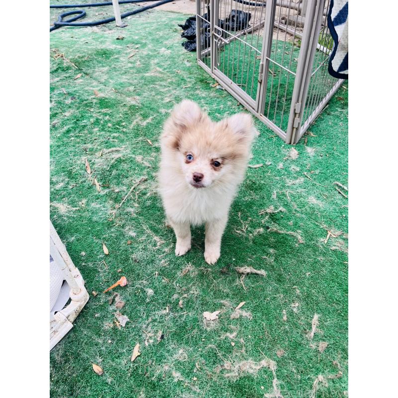 販売中の福岡県のポメラニアン-423540の4枚目