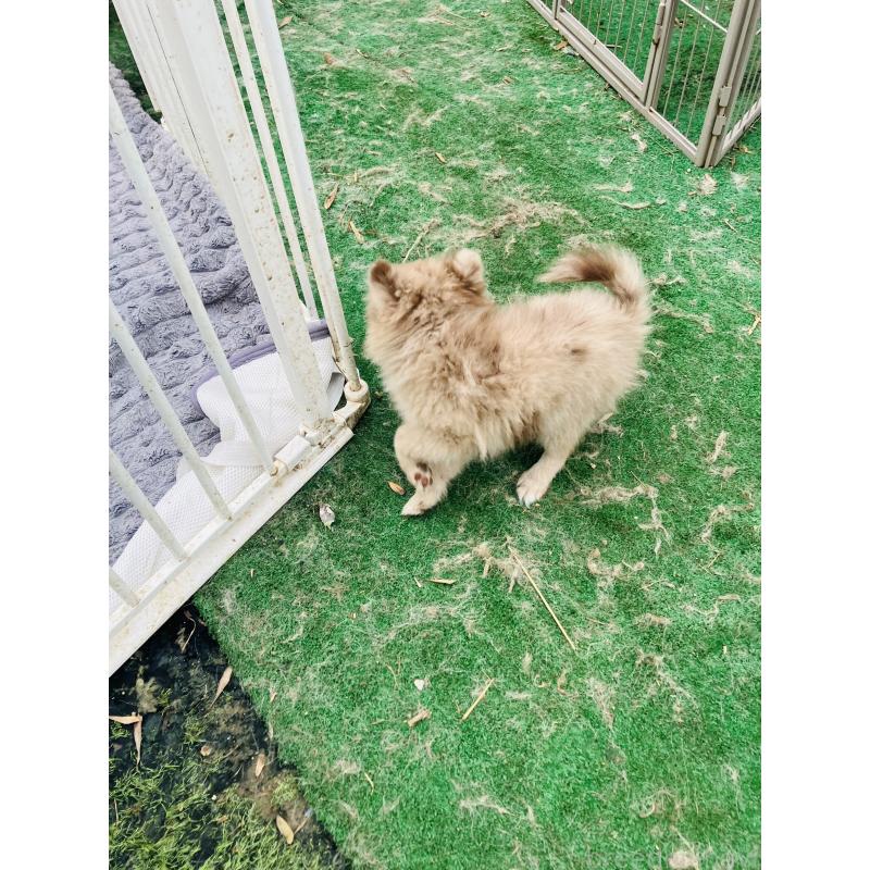 販売中の福岡県のポメラニアン-423540の3枚目