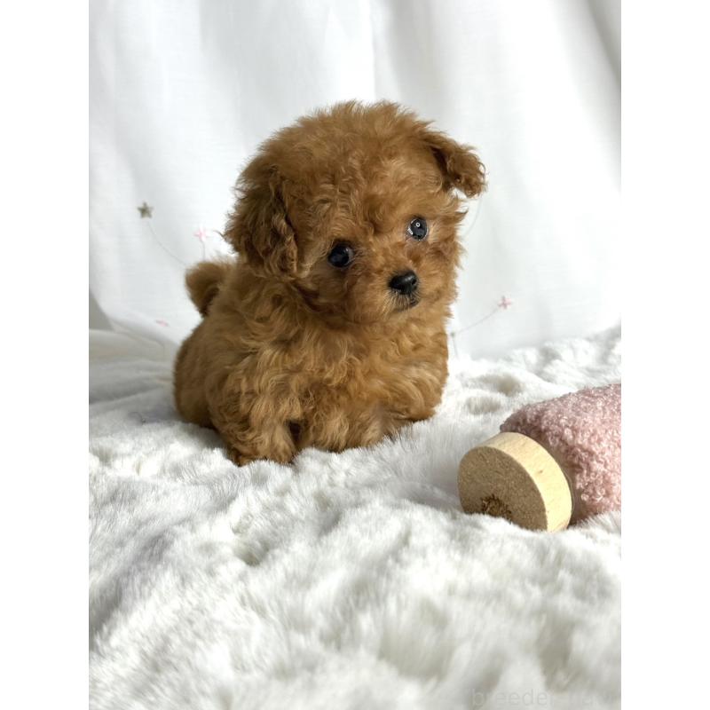 販売中の大阪府のティーカッププードル-434633の6枚目