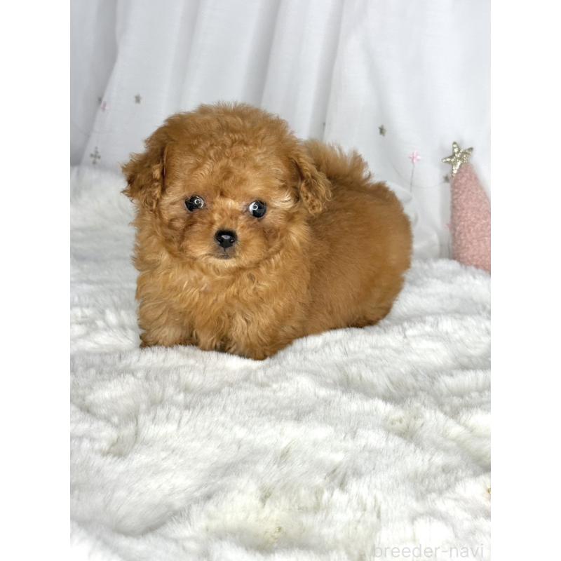 販売中の大阪府のティーカッププードル-434633の5枚目