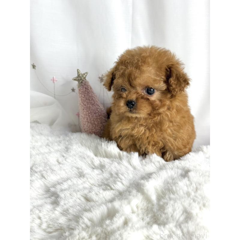 販売中の大阪府のティーカッププードル-434633の4枚目