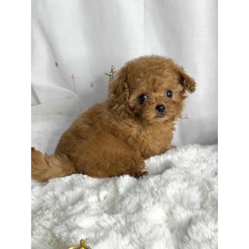 販売中の大阪府のティーカッププードル-434633の3枚目