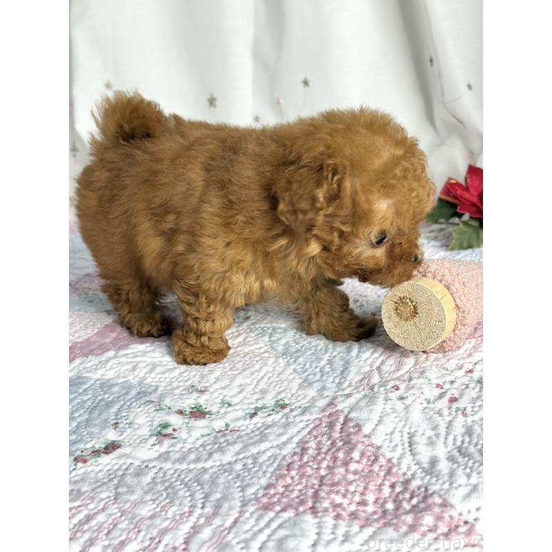 販売中の大阪府のティーカッププードル-434633の2枚目