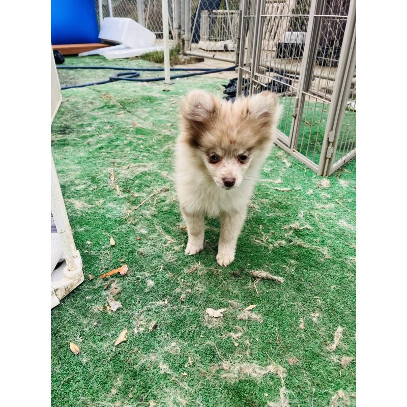 販売中の福岡県のポメラニアン-423540の2枚目