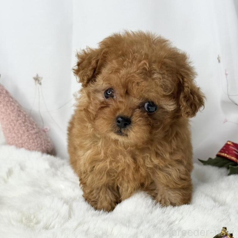 販売中の大阪府のティーカッププードル-434633の1枚目