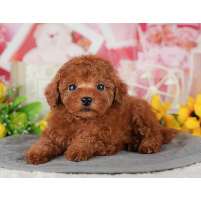 販売中の千葉県のトイプードル-434672の11枚目