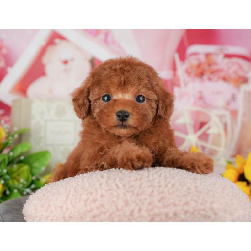 販売中の千葉県のトイプードル-434672の7枚目