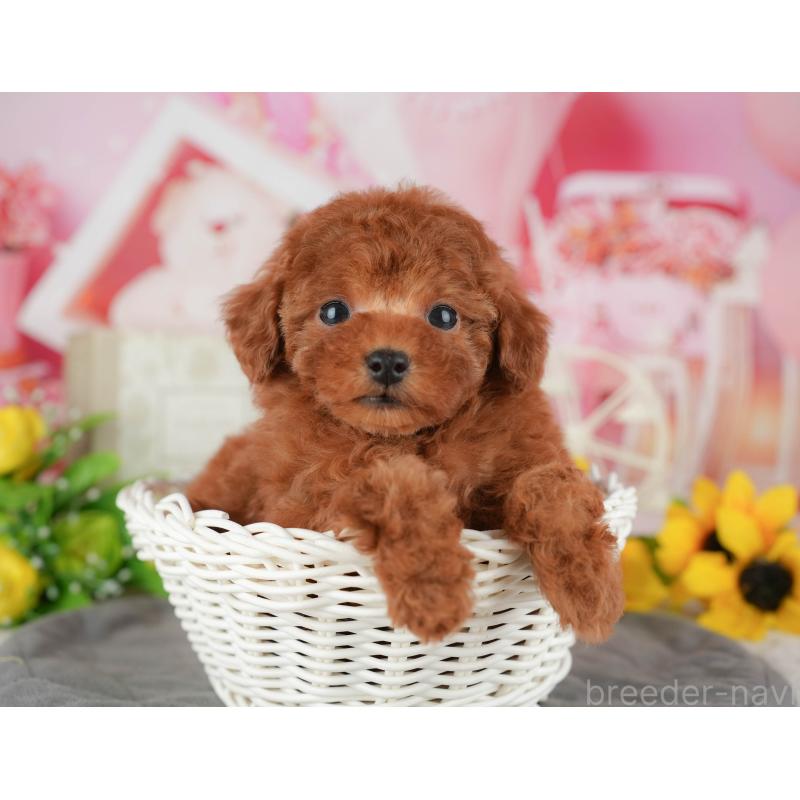 販売中の千葉県のトイプードル-434672の5枚目