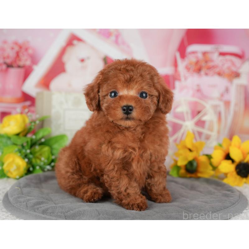 販売中の千葉県のトイプードル-434672の4枚目