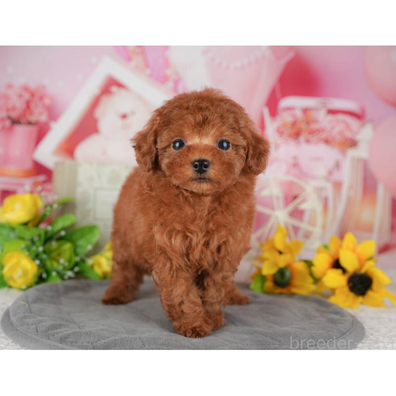 販売中の千葉県のトイプードル-434672の3枚目