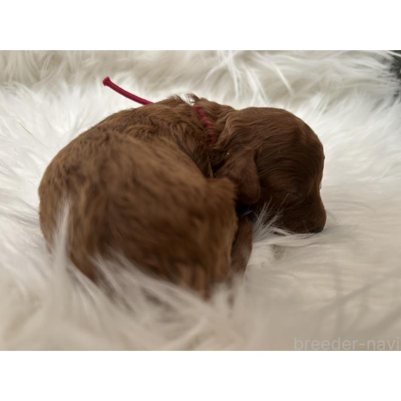 販売中の愛媛県のタイニープードル-434634の4枚目