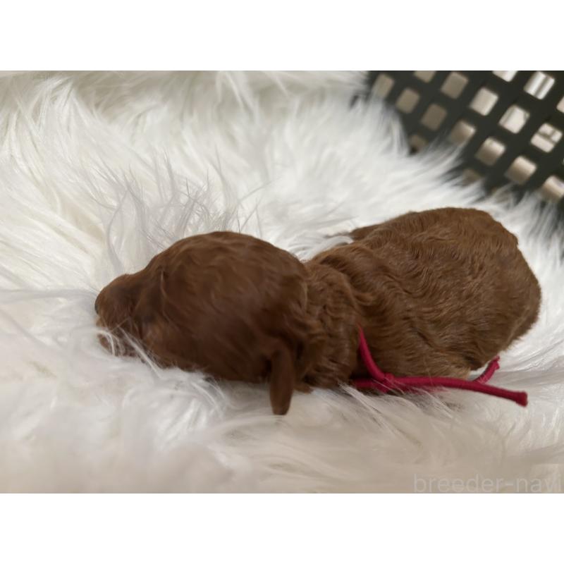 販売中の愛媛県のタイニープードル-434634の3枚目