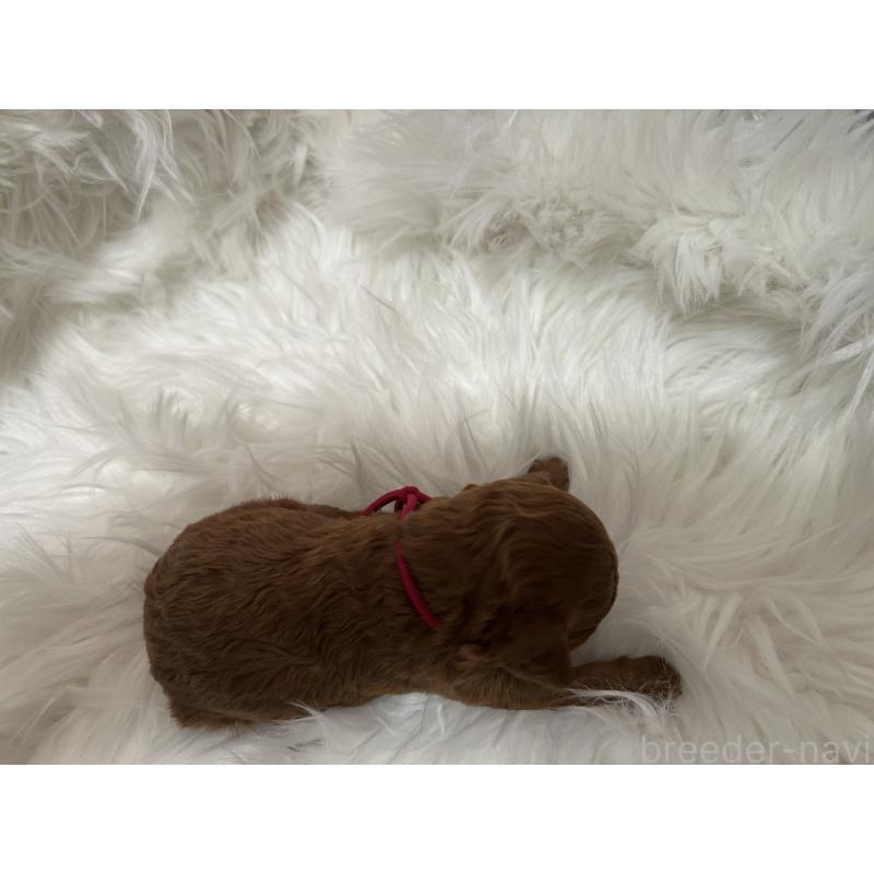 販売中の愛媛県のタイニープードル-434634の2枚目