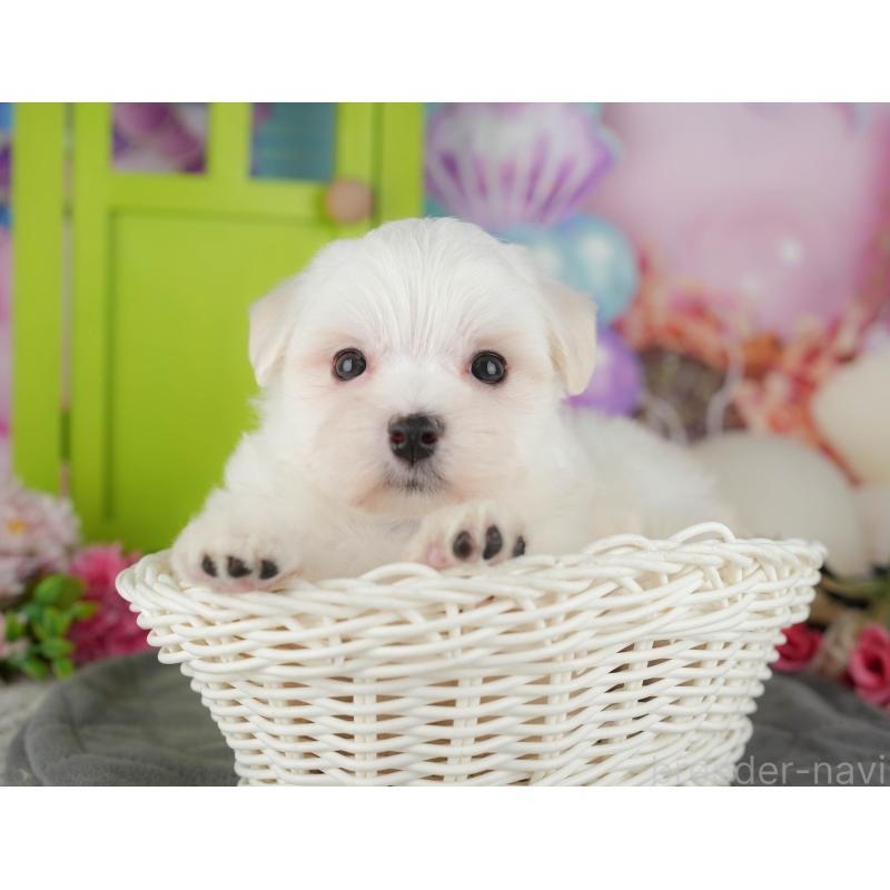 販売中の千葉県のマルチーズ-434669の1枚目