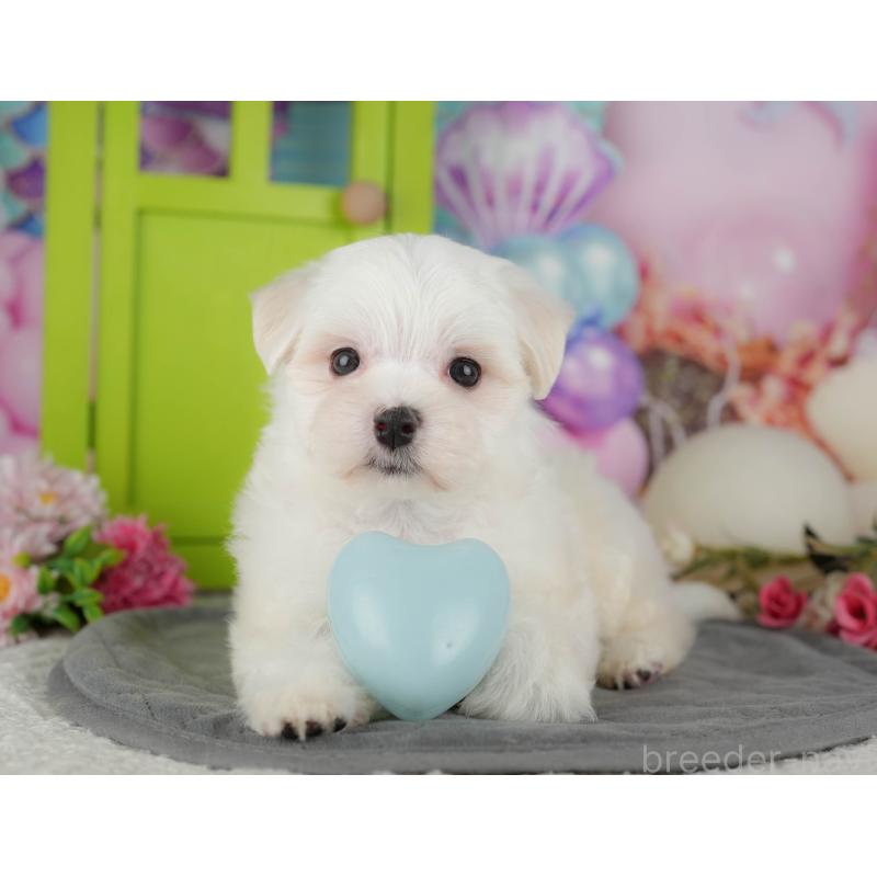 販売中の千葉県のマルチーズ-434669の11枚目