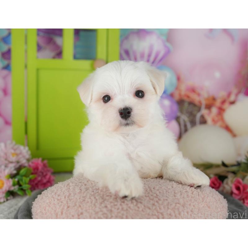 販売中の千葉県のマルチーズ-434669の10枚目