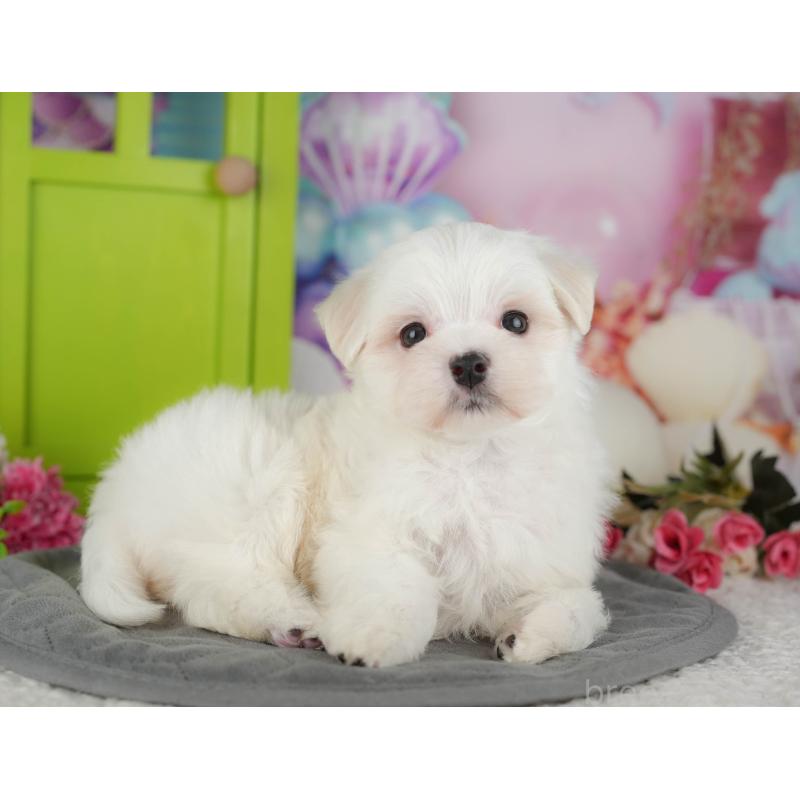 販売中の千葉県のマルチーズ-434669の9枚目