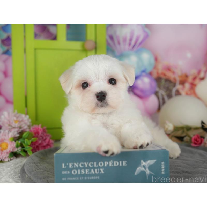 販売中の千葉県のマルチーズ-434669の7枚目