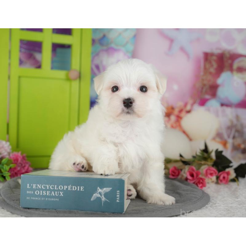 販売中の千葉県のマルチーズ-434669の6枚目