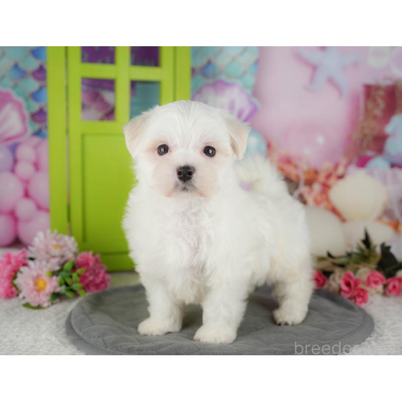 販売中の千葉県のマルチーズ-434669の3枚目