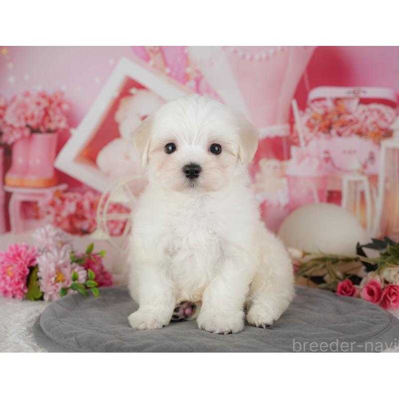 販売中の千葉県のマルチーズ-434668の12枚目