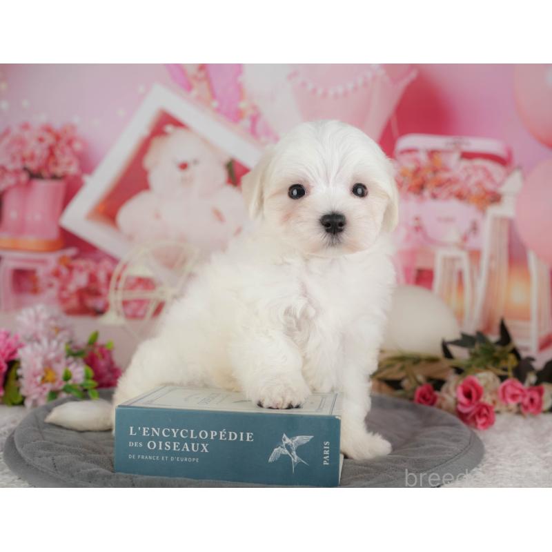 販売中の千葉県のマルチーズ-434668の8枚目