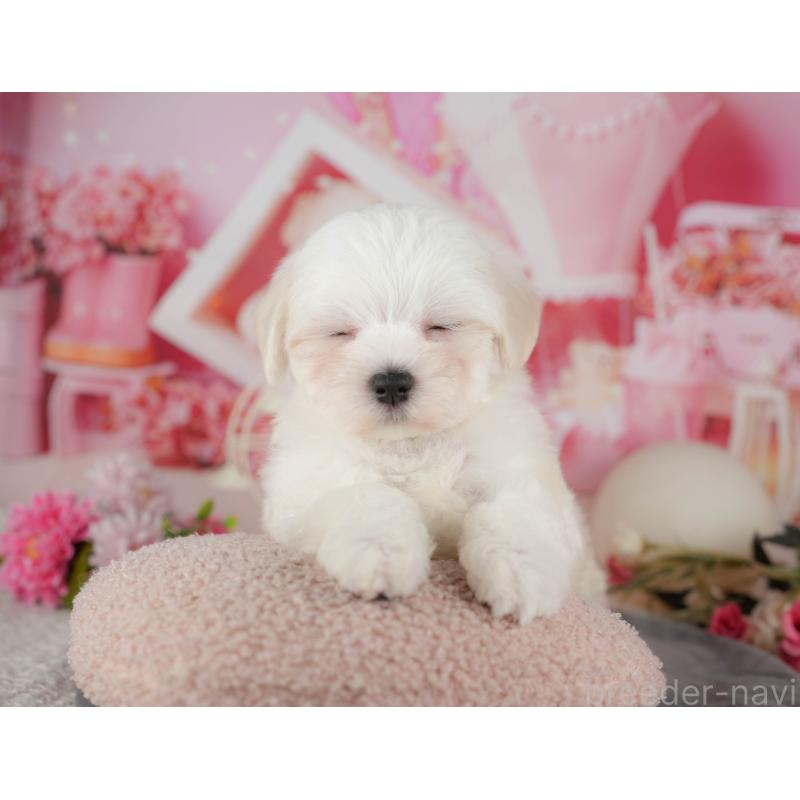 販売中の千葉県のマルチーズ-434668の7枚目