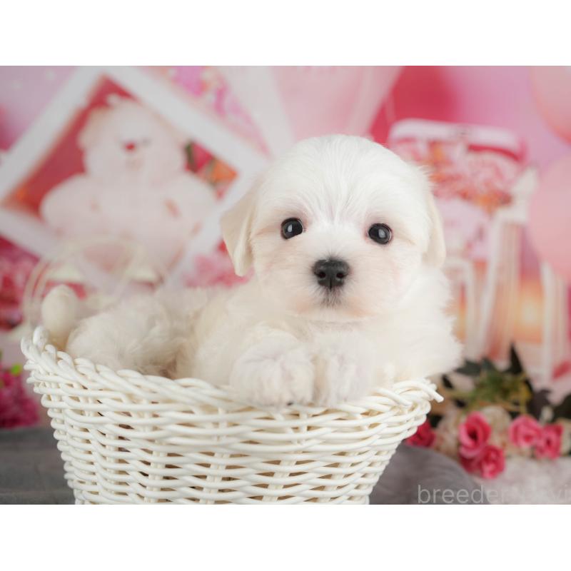 販売中の千葉県のマルチーズ-434668の5枚目