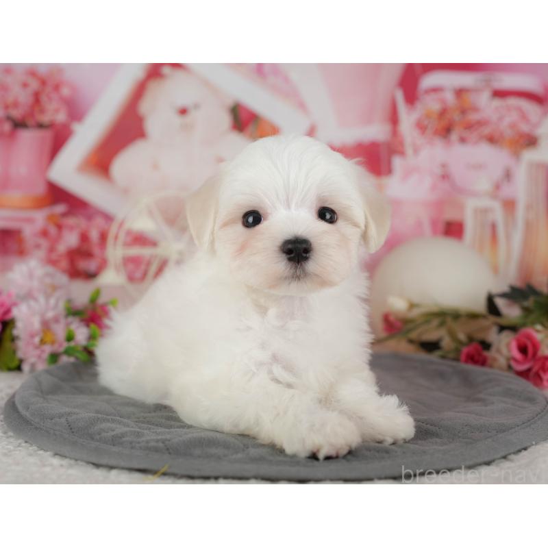 販売中の千葉県のマルチーズ-434668の4枚目