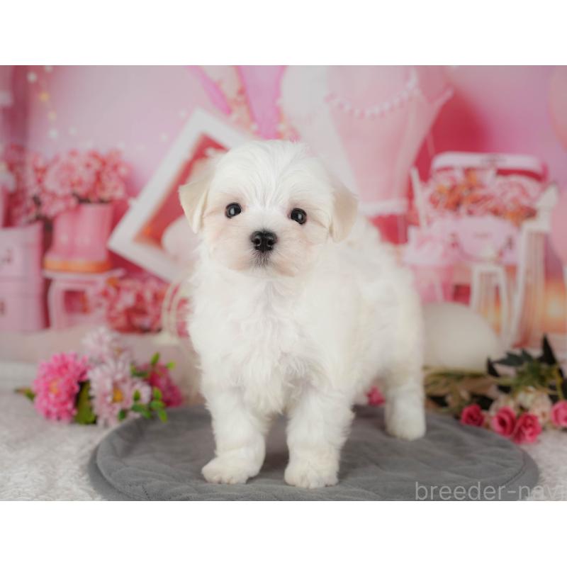 販売中の千葉県のマルチーズ-434668の3枚目