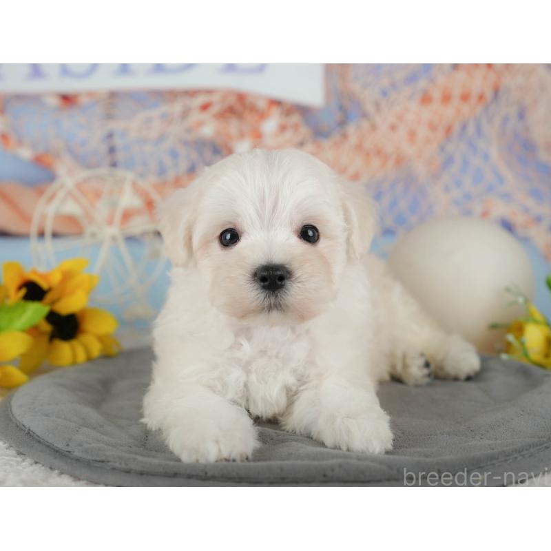 販売中の千葉県のマルプー:マルチーズ×トイプードル-434664