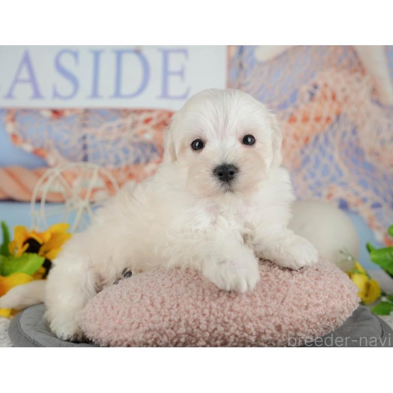 販売中の千葉県のマルプー:マルチーズ×トイプードル-434664の11枚目